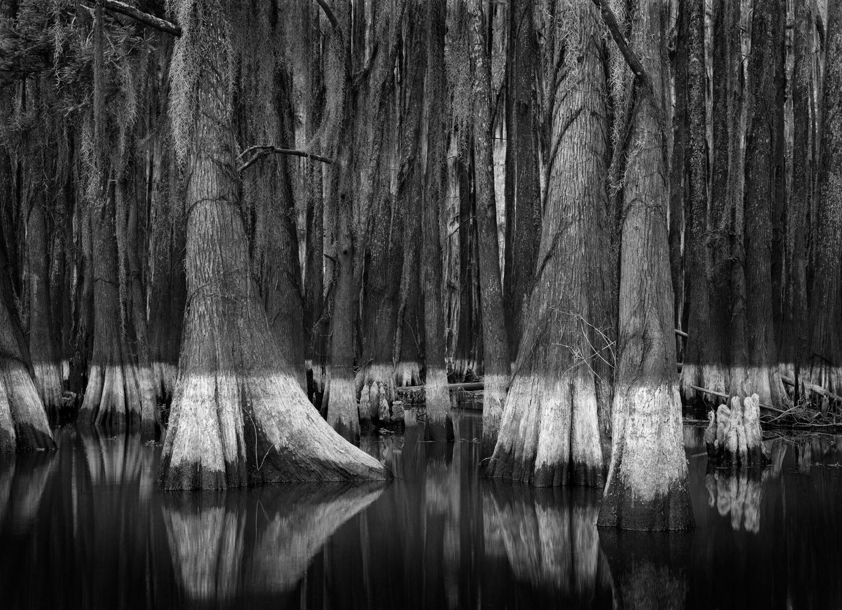PollenStainedCypress.jpg